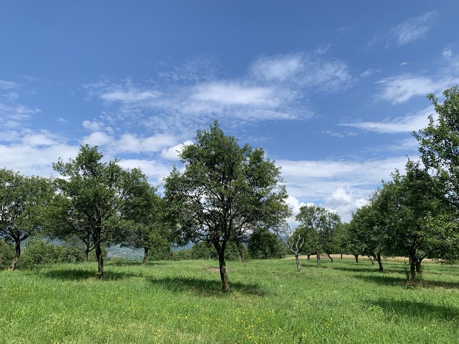Teren 60 ari - in Cetatele, comuna Șișești, jud. Maramures