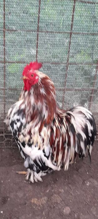 Găini cochinchina pitic