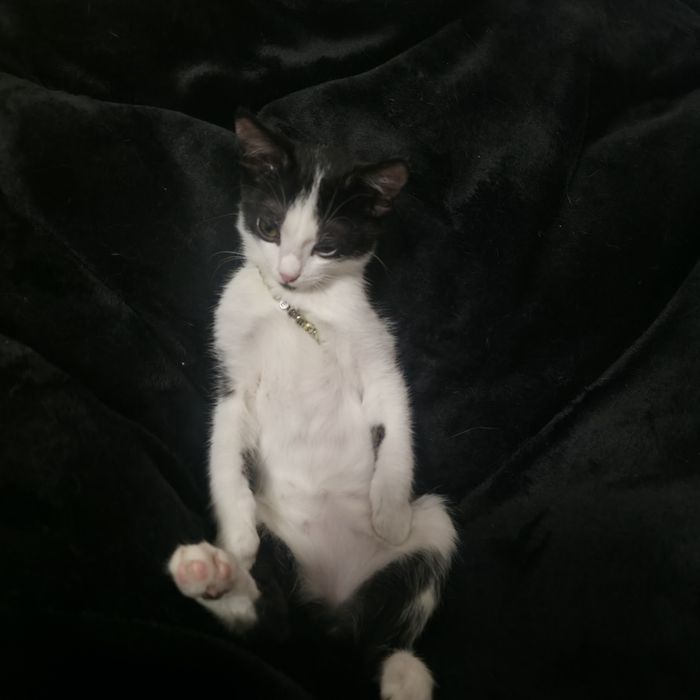 Отдам котенка бесплатно