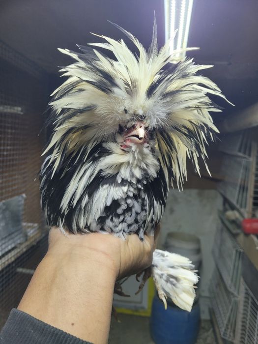 Корейскийлар жужалари туйорлари сотилади пули сфатига караб хаммаси то