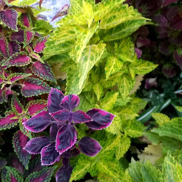 Колеус вегетативный