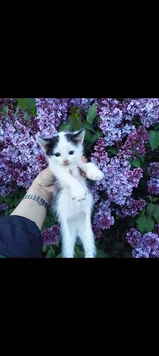 Котенок мальчик.