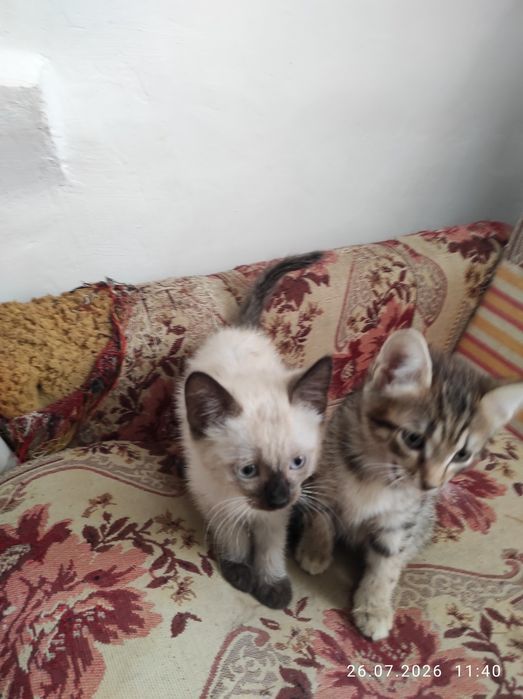 Котята в добрые руки