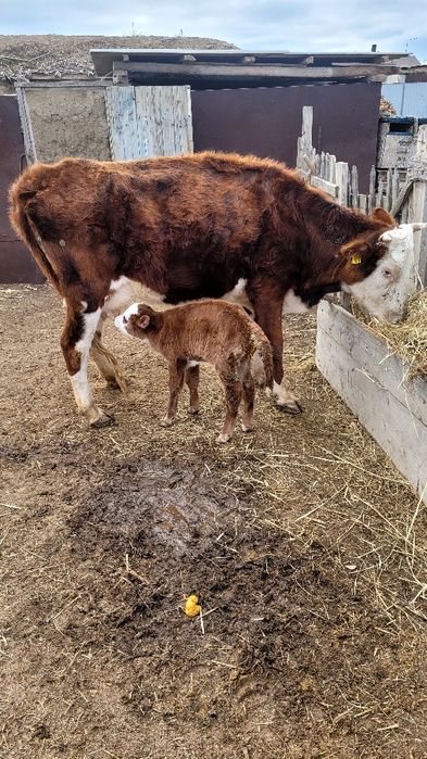 Сиыр сатылады бузауымен бирге