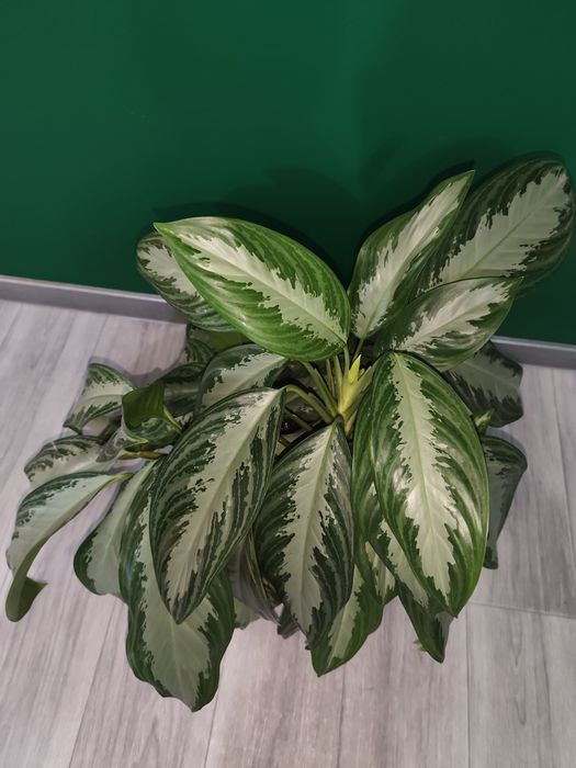 Пышная Аглаонема-крупномер