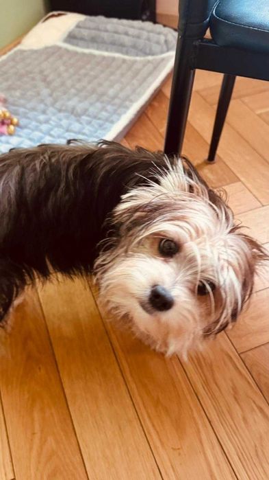 Продавам кученце йорки