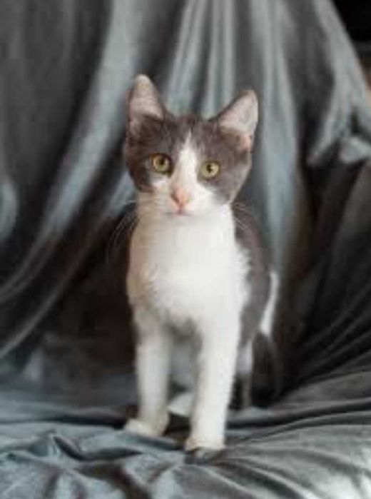 Котёнок мальчик 5 месяцев