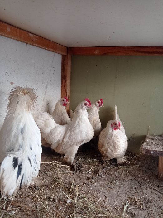 Японлар сотилади