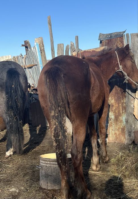 Продам лошадь 3 года