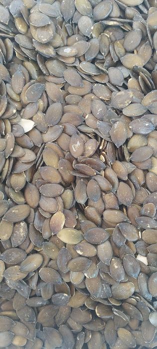 Голо тиквено семе