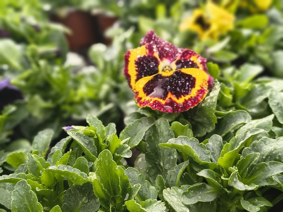 Теменужки едроцветни