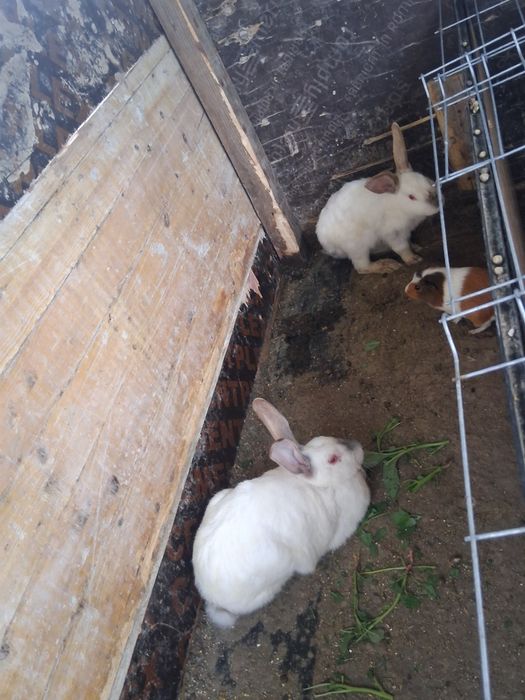 Iepuri de vânzare sau schimb cu papagali