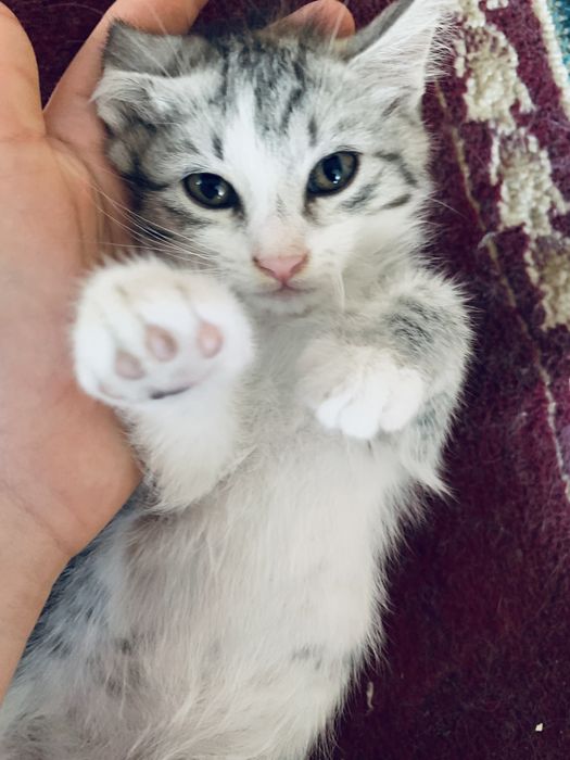 Отдаю котят бесплатно