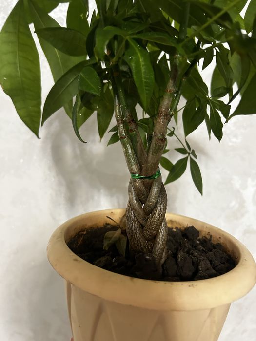 Комнотные цветы  8 марта