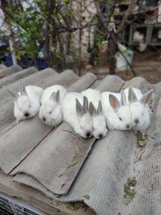 Кролики калифорния
