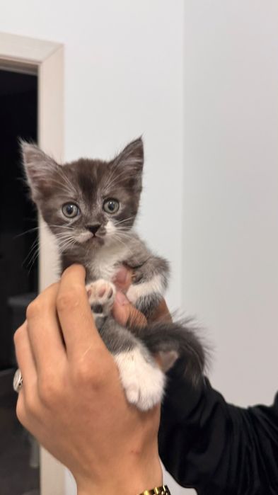 Кот меньше месяца