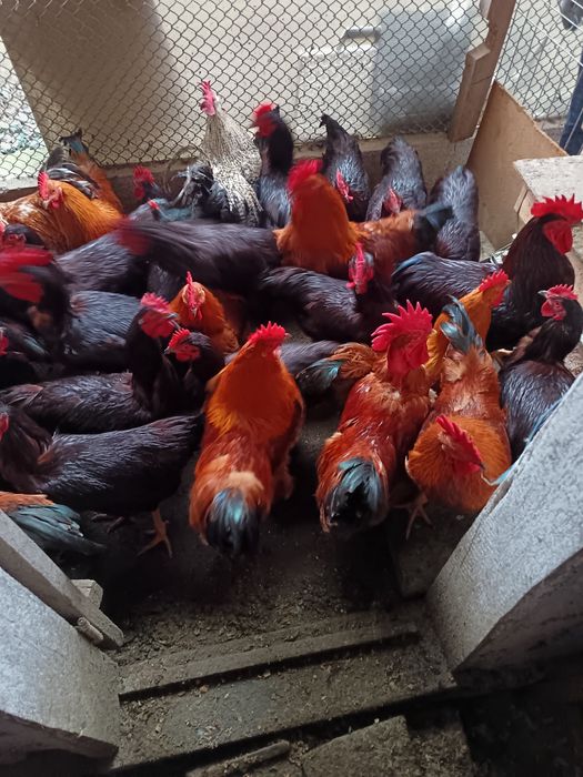 Vând cocoși tineri din rasele Rhode island și new hampshire