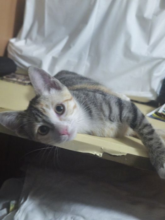 Котенок в добрые руки