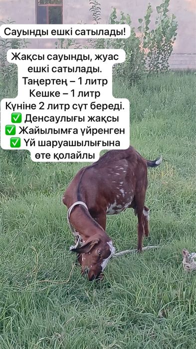 Сүтті Ешкі сатылады