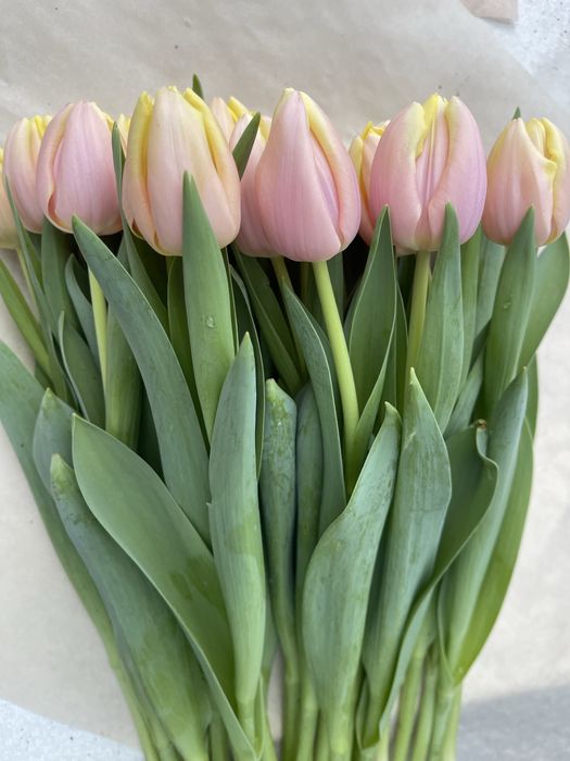 Тюльпаны Уральск