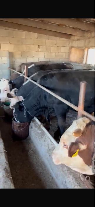 Продам быков 2 года