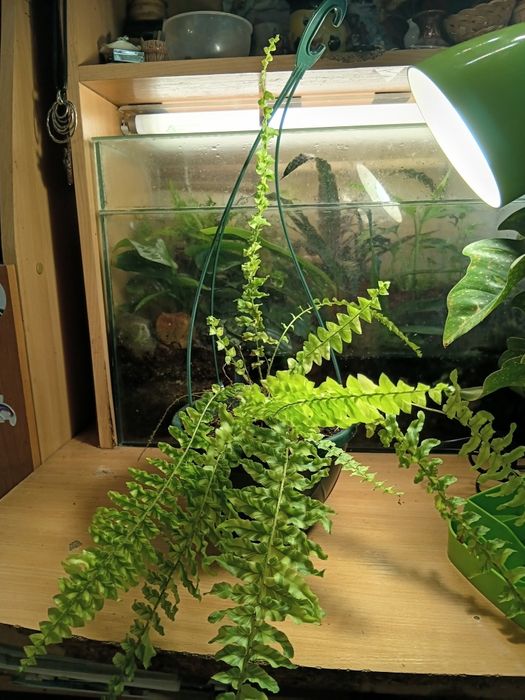 Продам папоротники