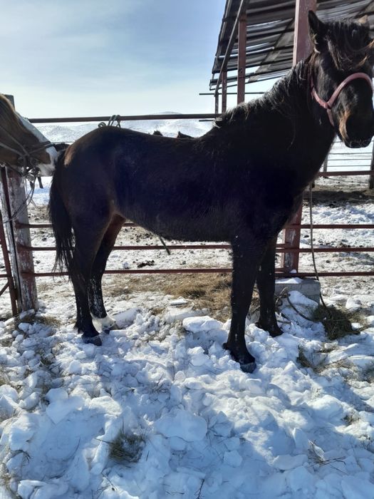 Айғыр сатылады саудасы бар