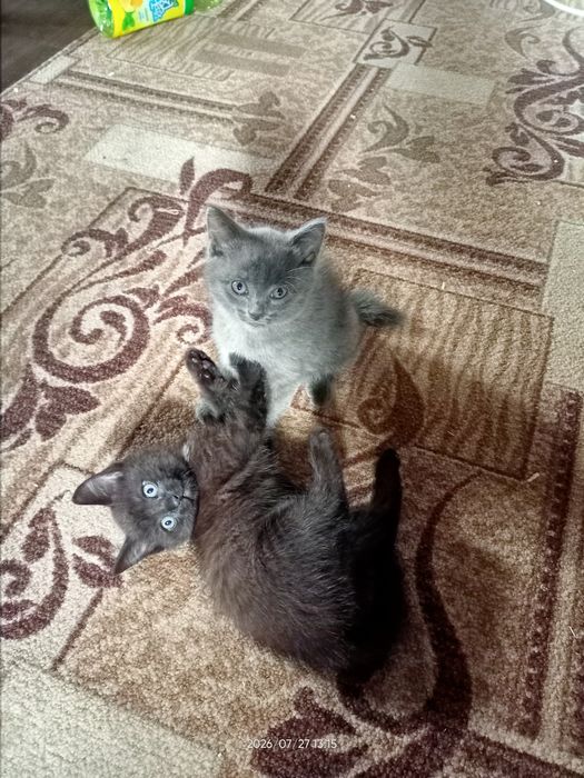Отдам котят в хорошие руки