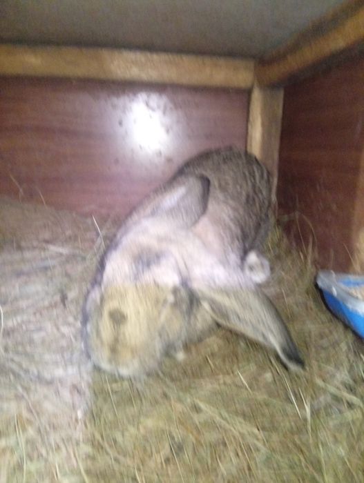 Кролики продаются