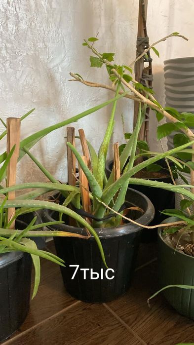 много Цветов срочно продам