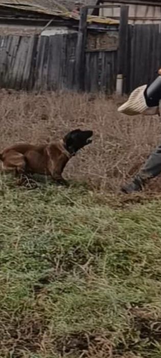 Щенки бельгийской овчарки