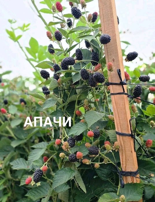 Разсад ягоди малини къпини