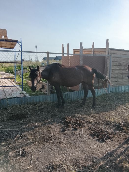 Кобыла с жеребенком