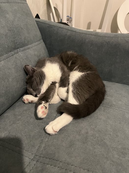 Пропал кот - Марс