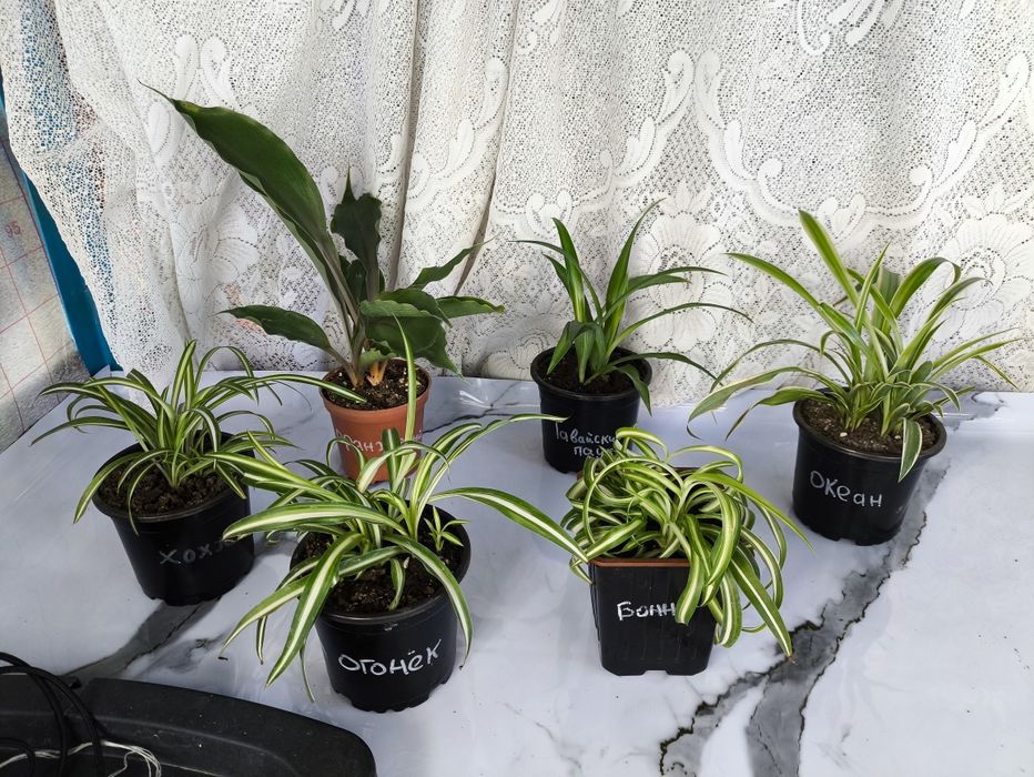 Продам Хлорофитум. 5 сортов