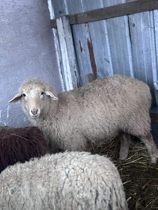 Продам 2голов барашки токты и сек