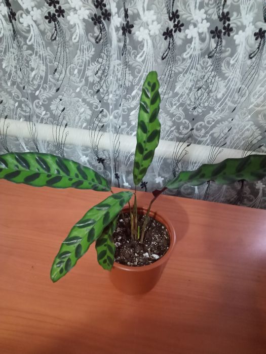 Шефлера Калатея Фикусы