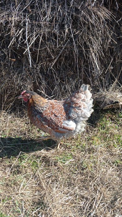 Vând cocoș australop, cocoș moțat,o pereche viandote și 6 rate mute.