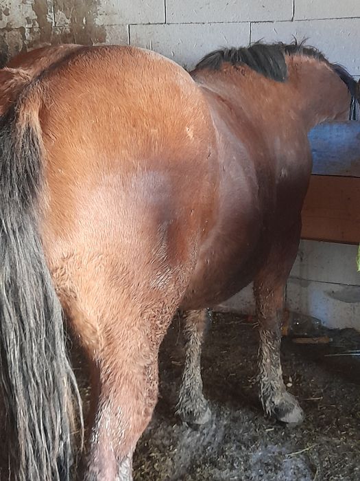 De vânzare 4 mânzi