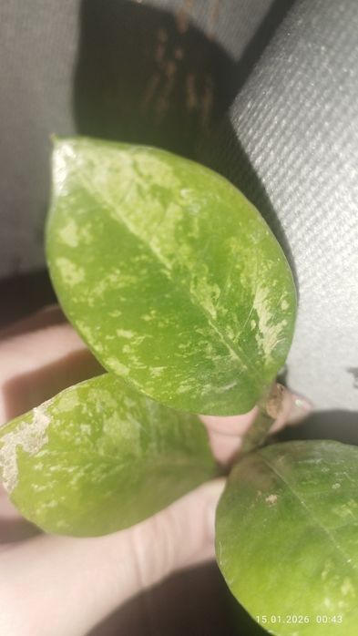 Продается Шикарный Черенок Замиокулькас вариегатный