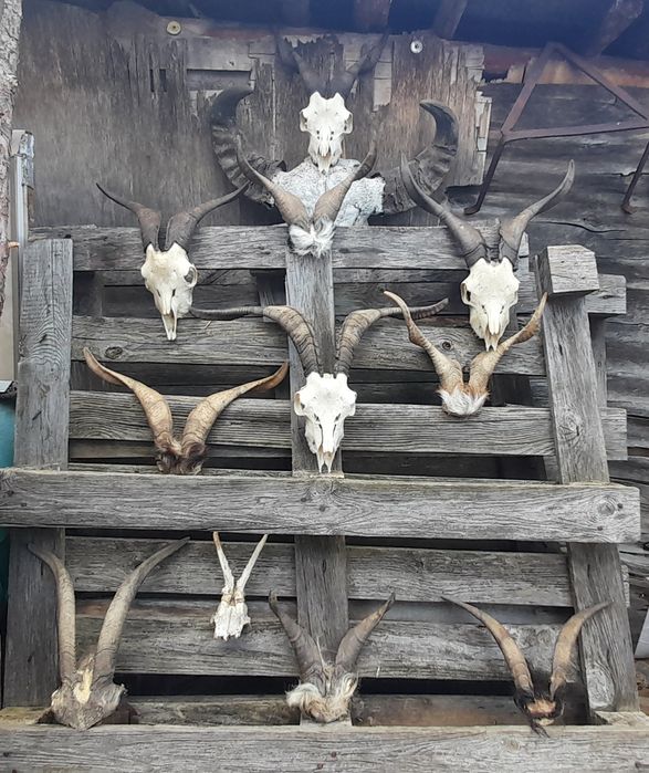 Трофей, рога !!!