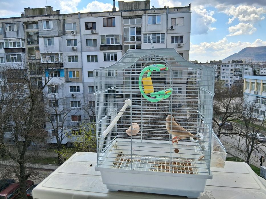 Продавам амадинки заедно с кафеса