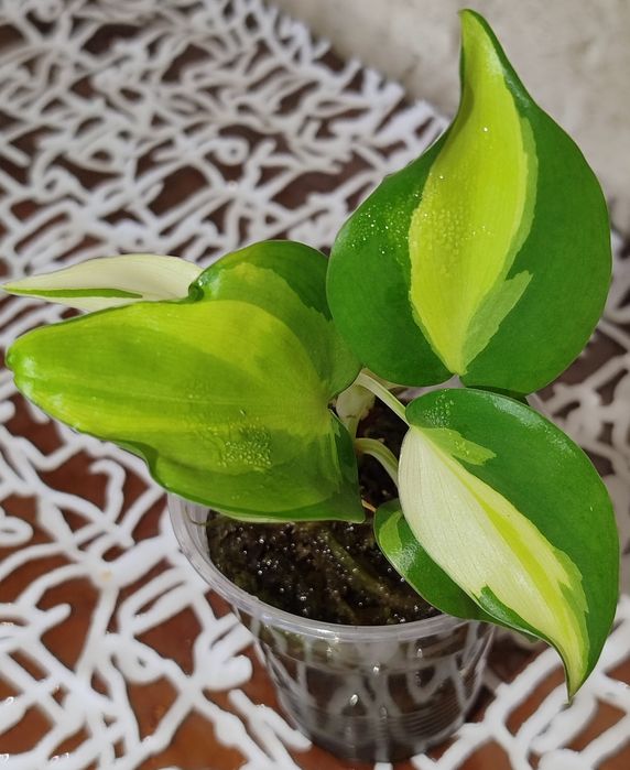 Филодендрон Медиопикта Триколор