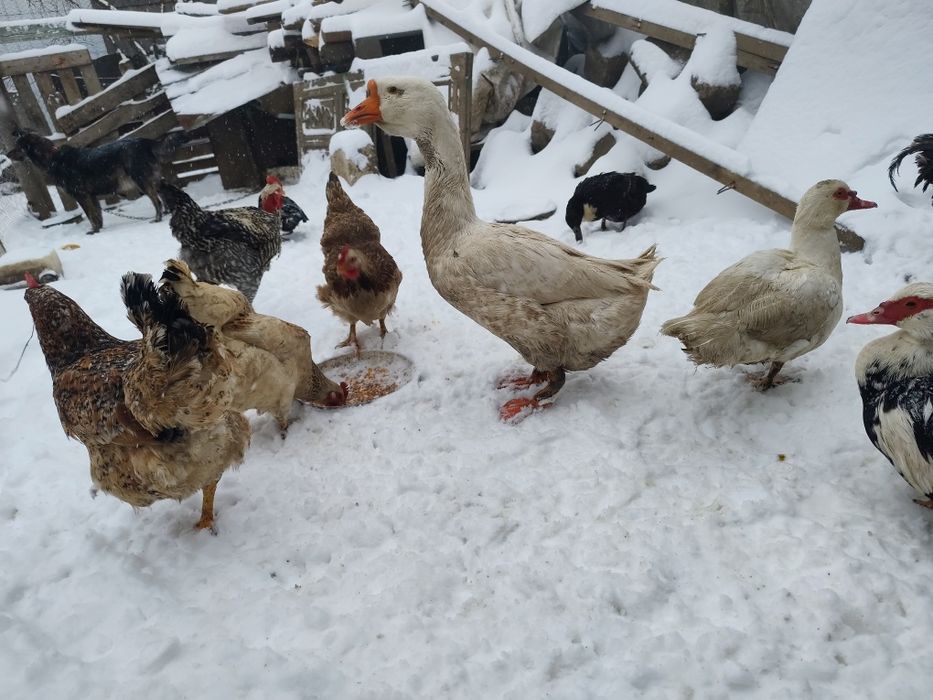 Vând găini și iepuri și rațe