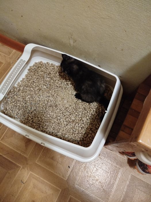 Ищем дом котенку