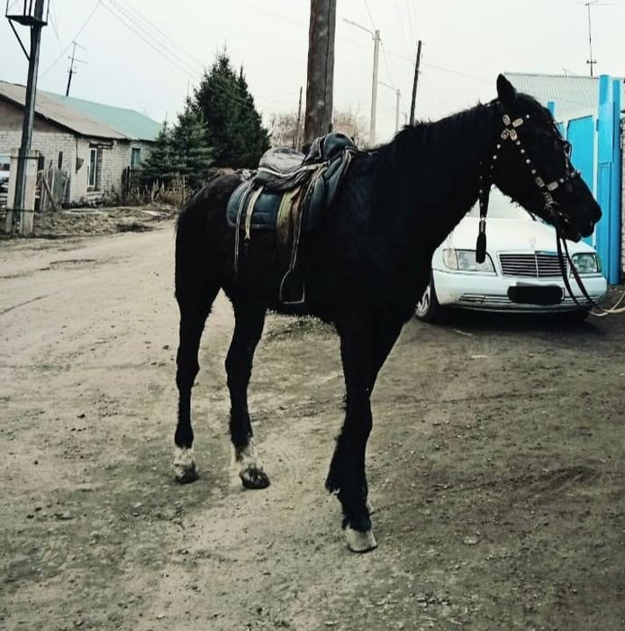 Продам Лошадь красавчик