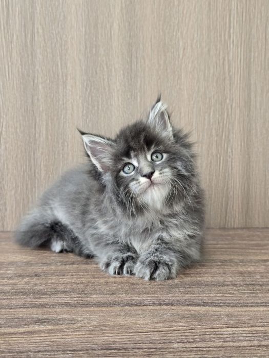 Мейн кун девочка