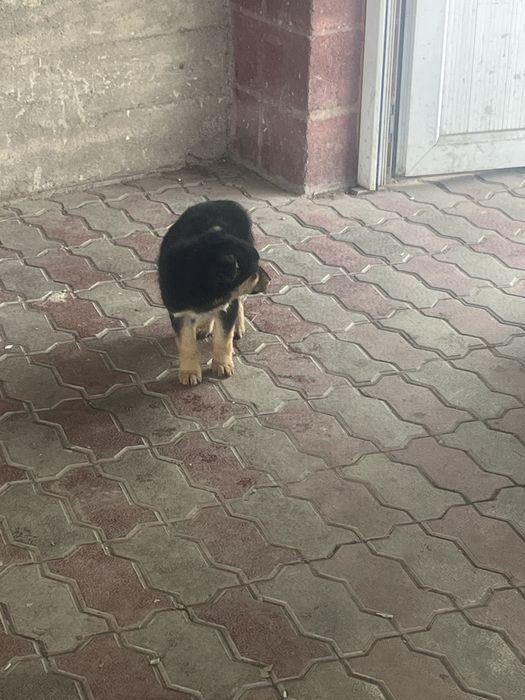 Продам щенков   .