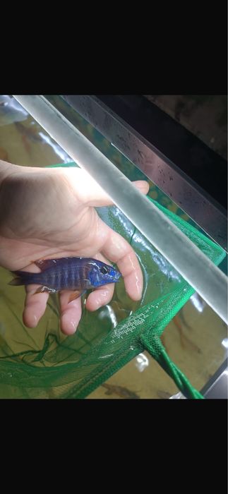 Ciclide africane de vanzare