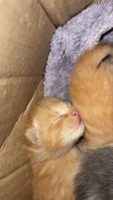 Ищем котятам дом